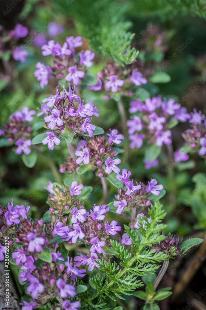 Fototapeta premium macro dettagliata di fiore ripreso sulle montagne delle dolomiti