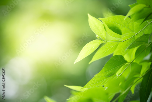 Nature of green leaf in garden at summer. Natural green leaves plants using as spring background cover page greenery environment ecology wallpaper