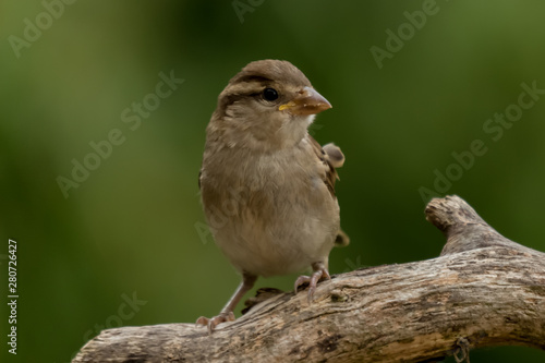 Sparrow © Rob