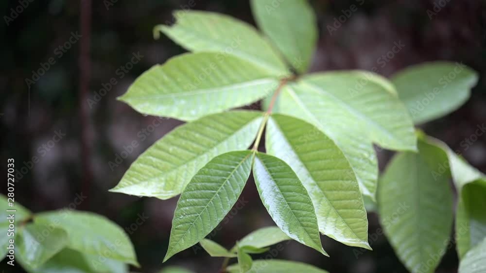 Raindrop on tropical leaves Rainy season weather Raindrop on tropical leaves Rainy season weather