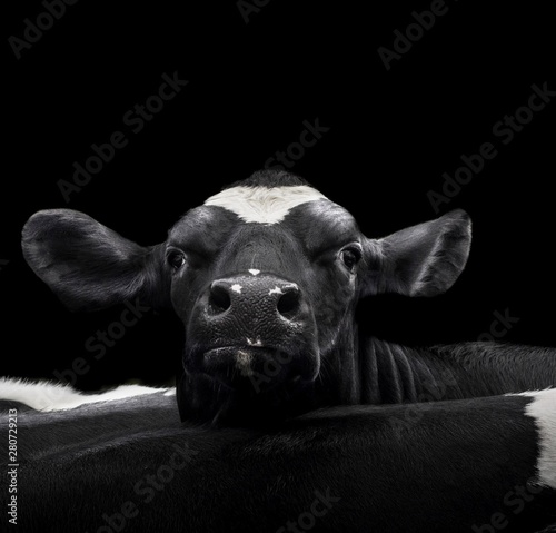 A close up photo of a cow in front of black background