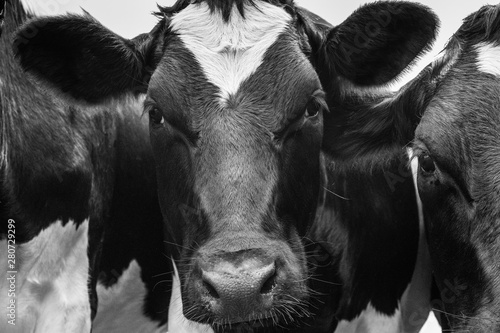 A close up photo of two black and white cows  photo
