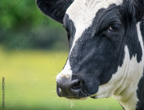 A close up photo of a black and white cow  © Stef Bennett