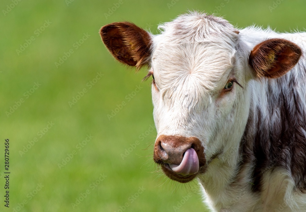 A close up photo of a Longhorn Cow A close up photo of a Longhorn Cow