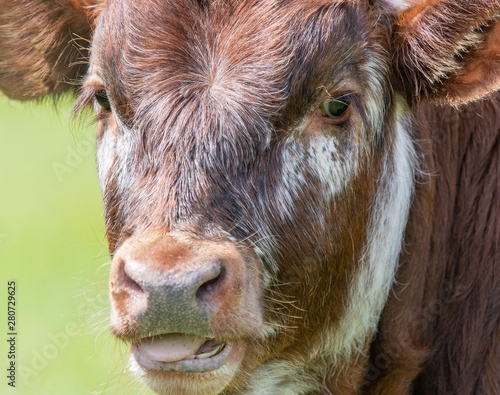 A close up photo of a Longhorn Cow 