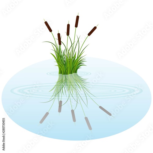 Vector bush reeds on the water. Reeds reflected in the lake water with rounds