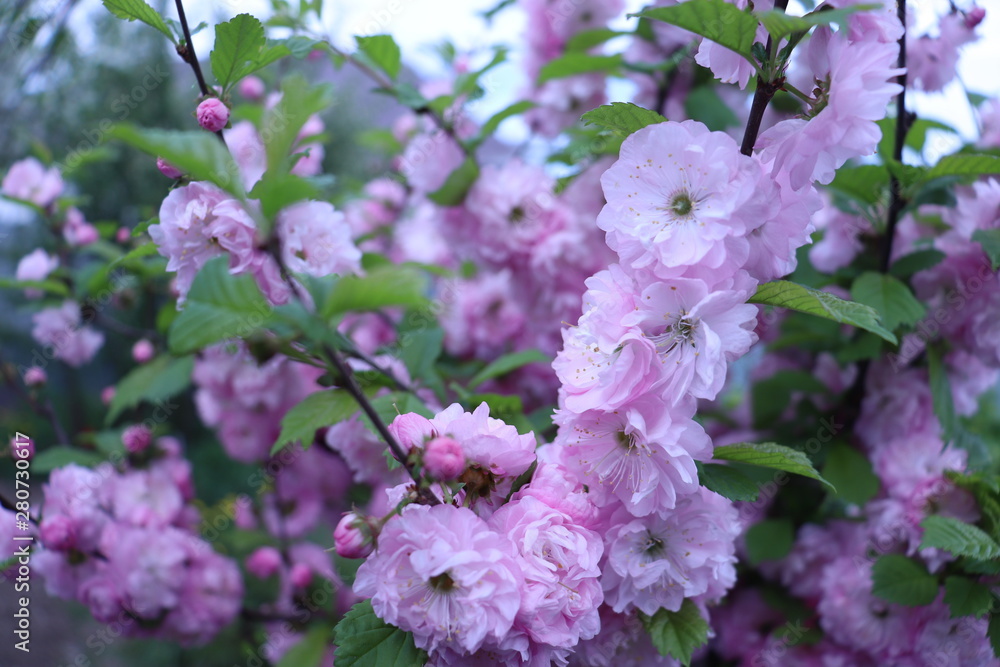 pink flowers in garden pink flowers in garden