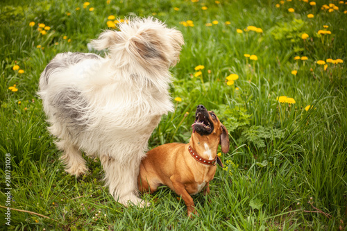 Dogs for a walk. Taksa and bobtail walking on the lawn. Pet care. Day regimen of your dog. photo