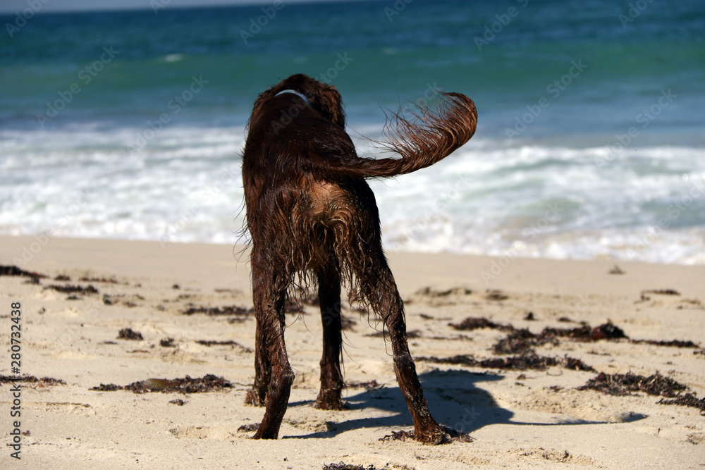 Fototapeta premium Dog Wagging Tail on Beach