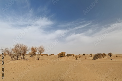 Desert poplar-Populus euphratica trees and tamarisk-nitre shrubs. Taklamakan Desert-Xinjiang-China-0328