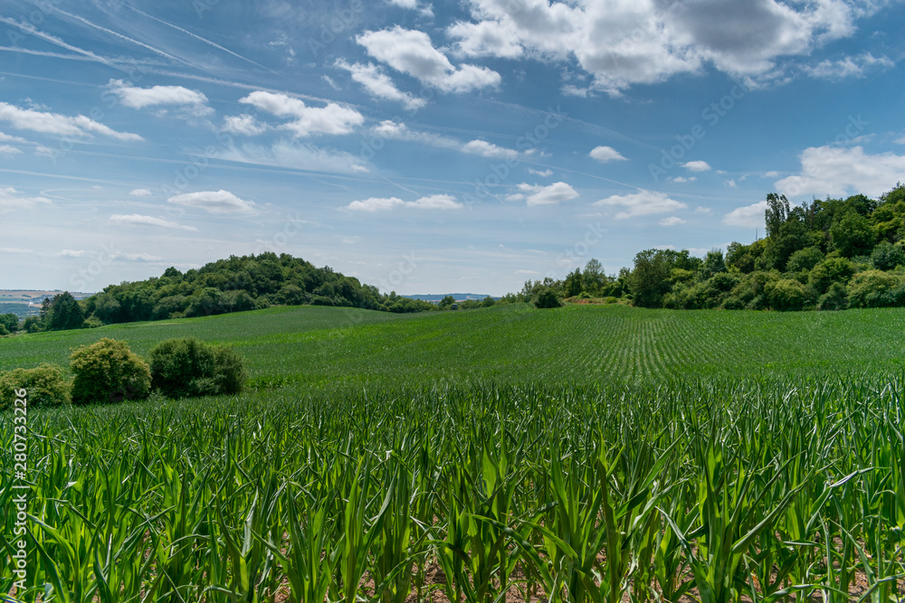 green corn field and blue sky green corn field and blue sky