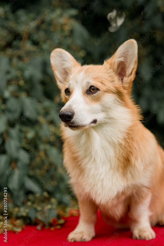 Portrait of welsh corgi Pembroke on a green lawn Portrait of welsh corgi Pembroke on a green lawn