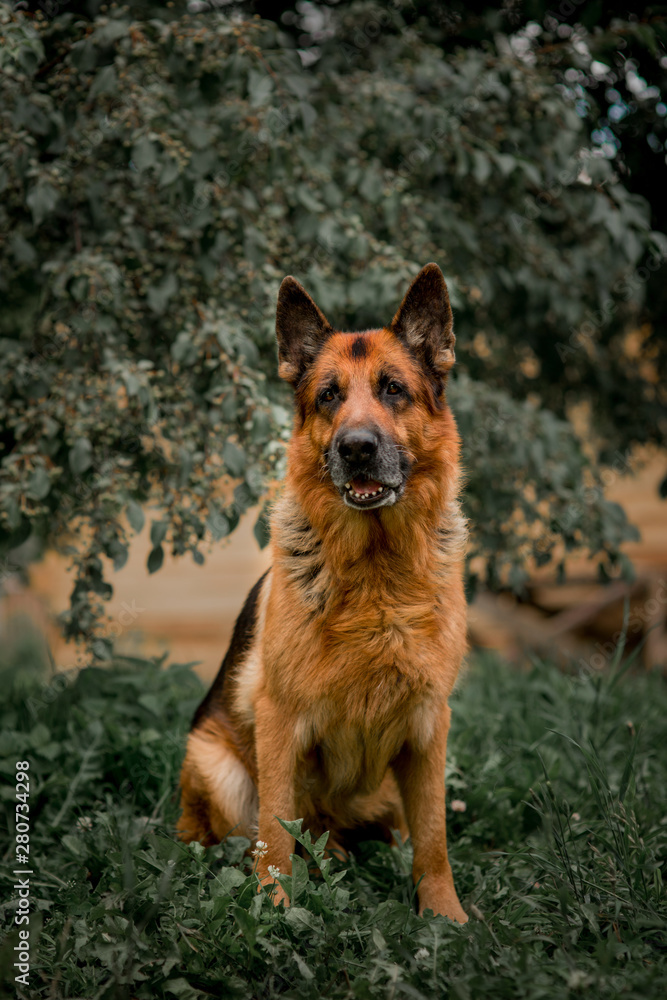 German shepherd dog on the grass. old German shepherd posing on the nature German shepherd dog on the grass. old German shepherd posing on the nature