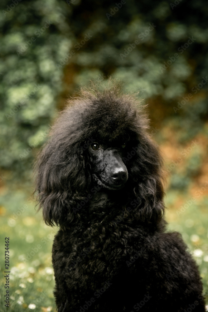 a black poodle sits outside and holds a rose flower a black poodle sits outside and holds a rose flower