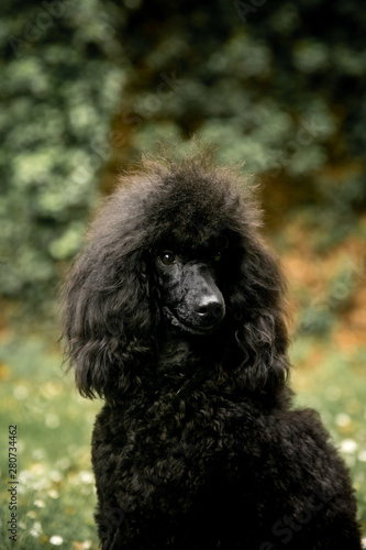 a black poodle sits outside and holds a rose flower