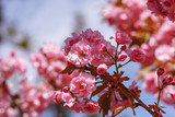  Kiev Ukraine spring blossomed beautiful sakura