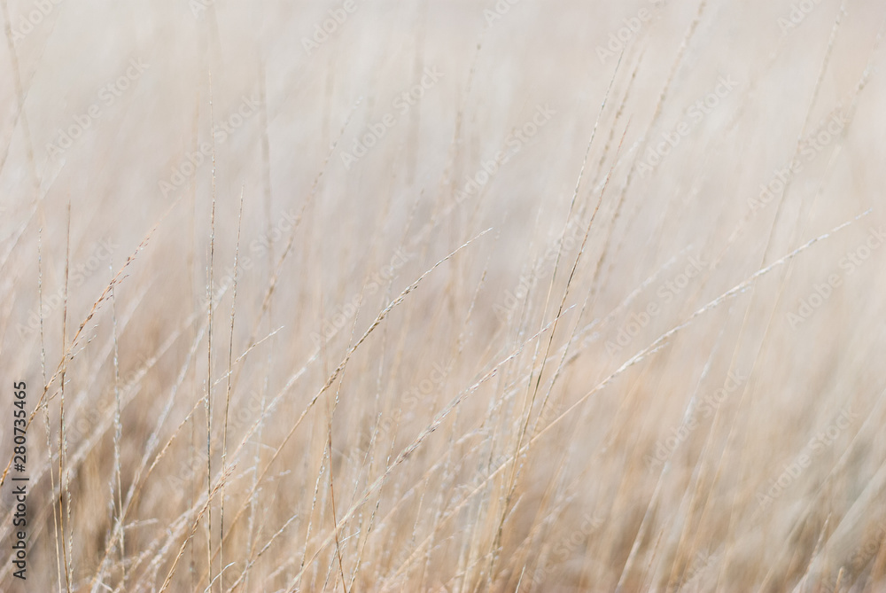 Dry grass in the meadow in winter. Close-up, blurred background, soft focus on individual straws. For a background in natural soothing colors. - obrazy, fototapety, plakaty 