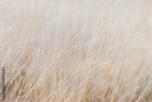 Dry grass in the meadow in winter. Close-up, blurred background, soft focus on individual straws. For a background in natural soothing colors.