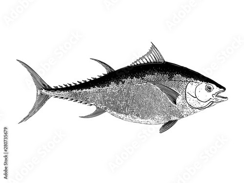 Bluefin tuna fish hand drawn illustration