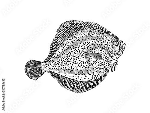 Brill fish hand drawn illustration