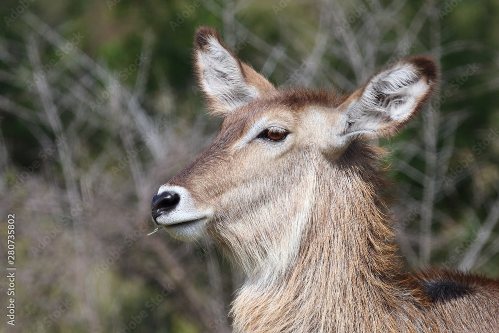 Wasserbock / Waterbuck / Kobus ellipsiprymnus