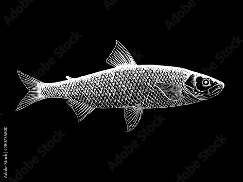 White Salmo Maraena vector illustration on black background