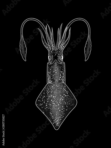 White Squid Vector illustration