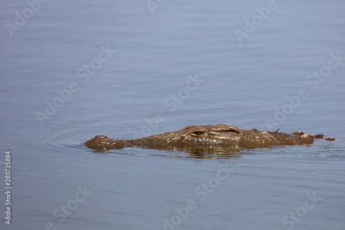 Nilkrokodil / Nile Crocodile / Crocodylus Niloticus © Ludwig