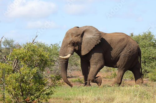 Afrikanischer Elefant / African elephant / Loxodonta africana