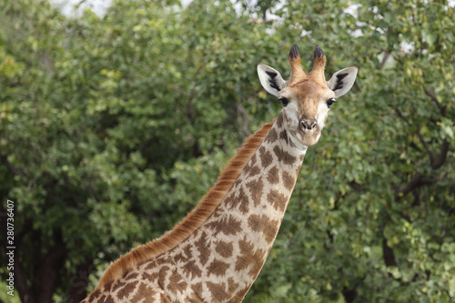 Giraffe / Giraffe / Giraffa Camelopardalis © Ludwig