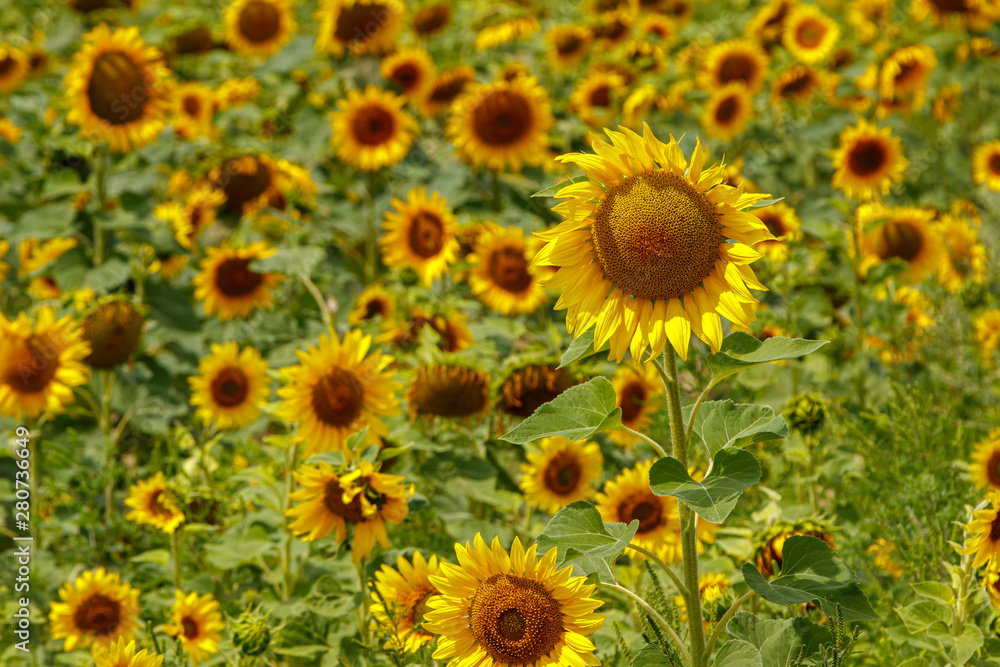 Beautiful field of yellow sunflowers on a background of blue sky with clouds Beautiful field of yellow sunflowers on a background of blue sky with clouds