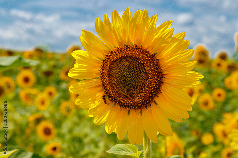 Beautiful field of yellow sunflowers on a background of blue sky with clouds Beautiful field of yellow sunflowers on a background of blue sky with clouds