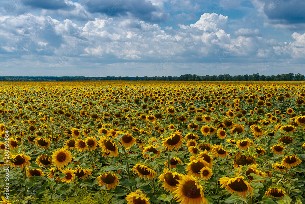 Obraz premium Beautiful field of yellow sunflowers on a background of blue sky with clouds