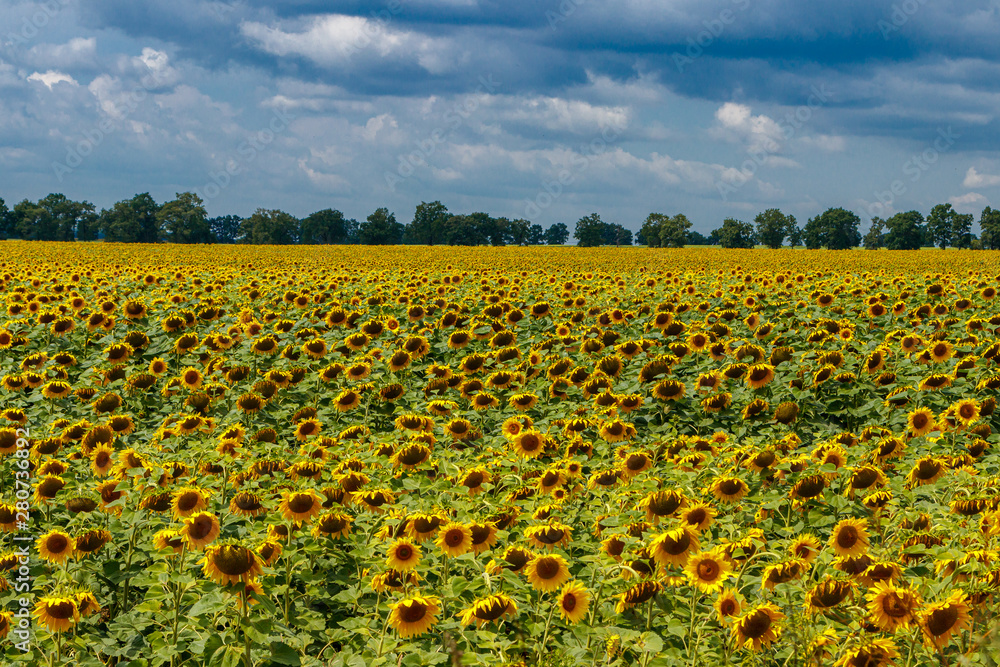 Beautiful field of yellow sunflowers on a background of blue sky with clouds Beautiful field of yellow sunflowers on a background of blue sky with clouds