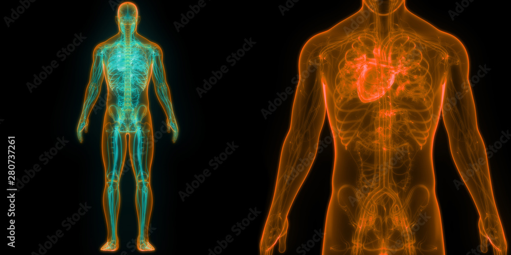 Human Circulatory System Heart Anatomy Stock Illustration | Adobe Stock