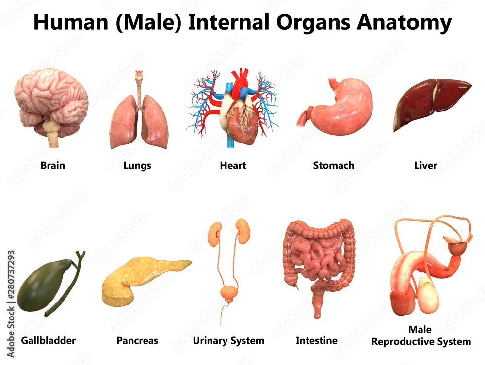 Male Internal Organs Anatomy Stock Illustration | Adobe Stock