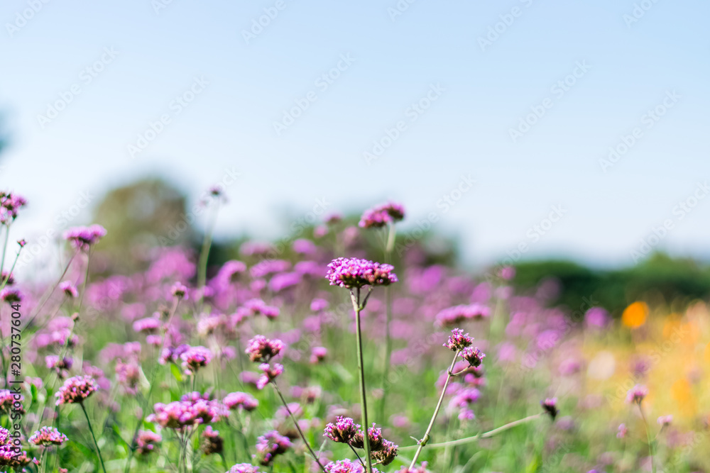 Violet verbena flowers