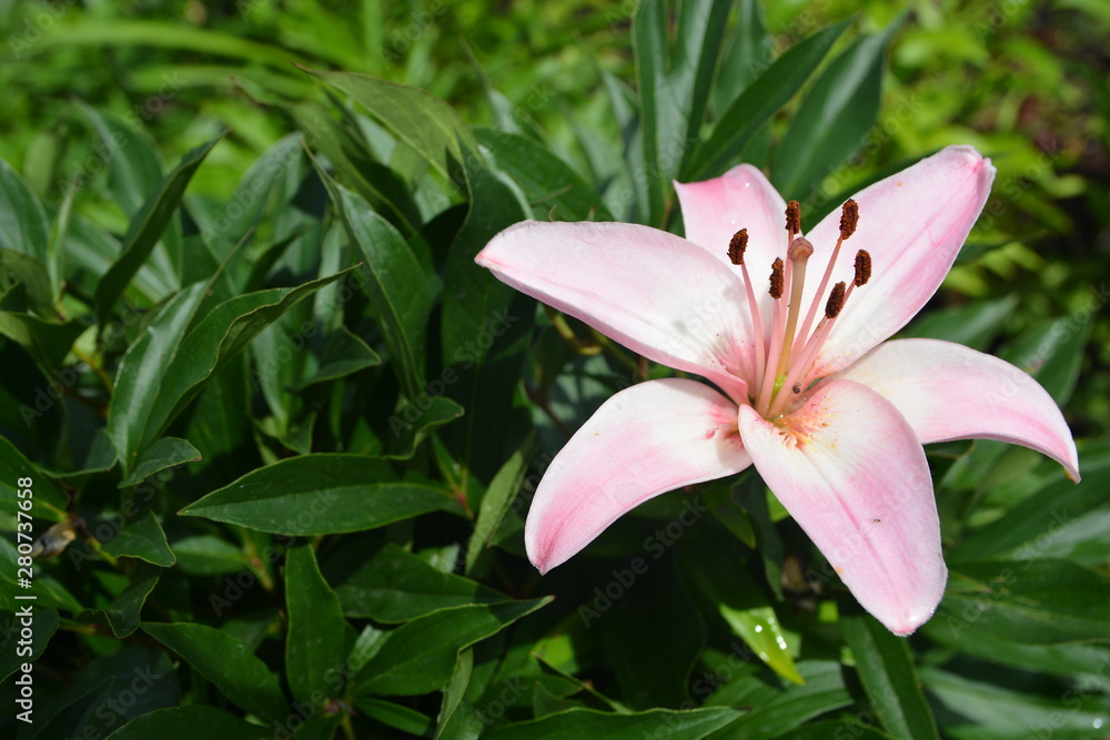 Beautiful delicate pink Lily flower grows in summer garden Beautiful delicate pink Lily flower grows in summer garden