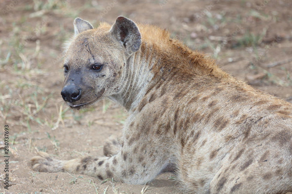 Tüpfelhyäne / Spotted hyaena / Crocuta crocuta Tüpfelhyäne / Spotted hyaena / Crocuta crocuta