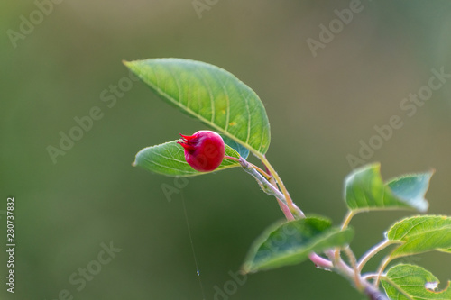 flower bud on a branch