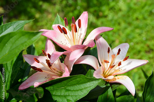 Beautiful delicate pink Lily flower grows in summer garden