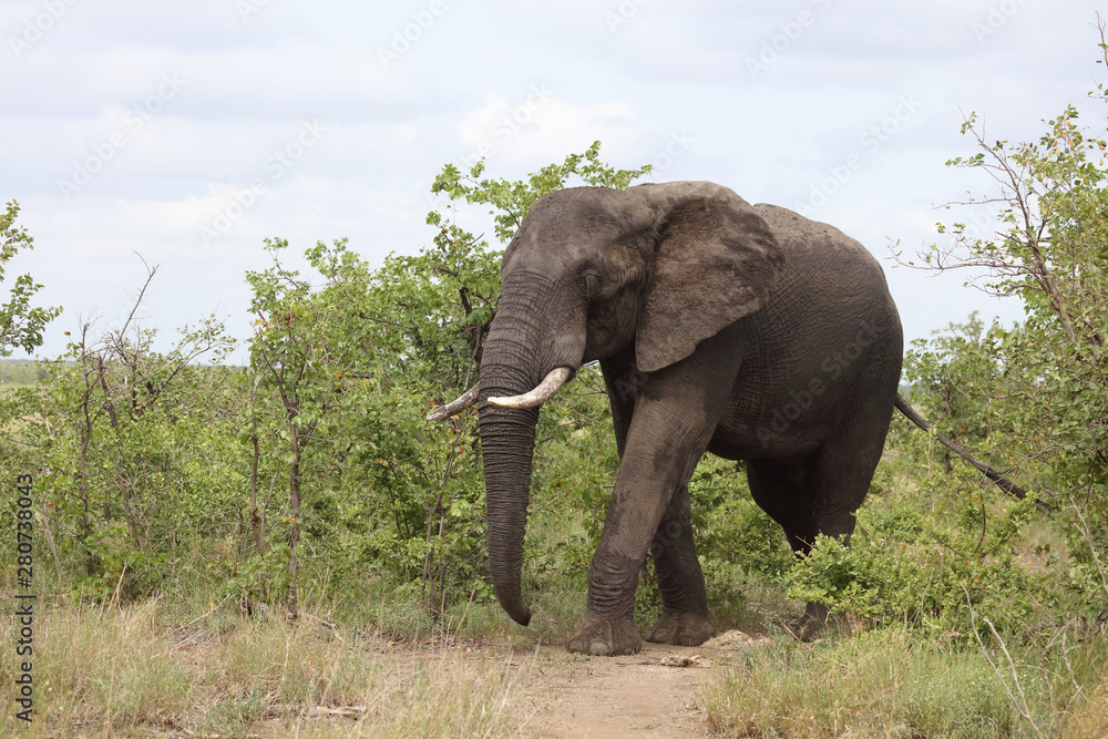 Afrikanischer Elefant / African elephant / Loxodonta africana Afrikanischer Elefant / African elephant / Loxodonta africana