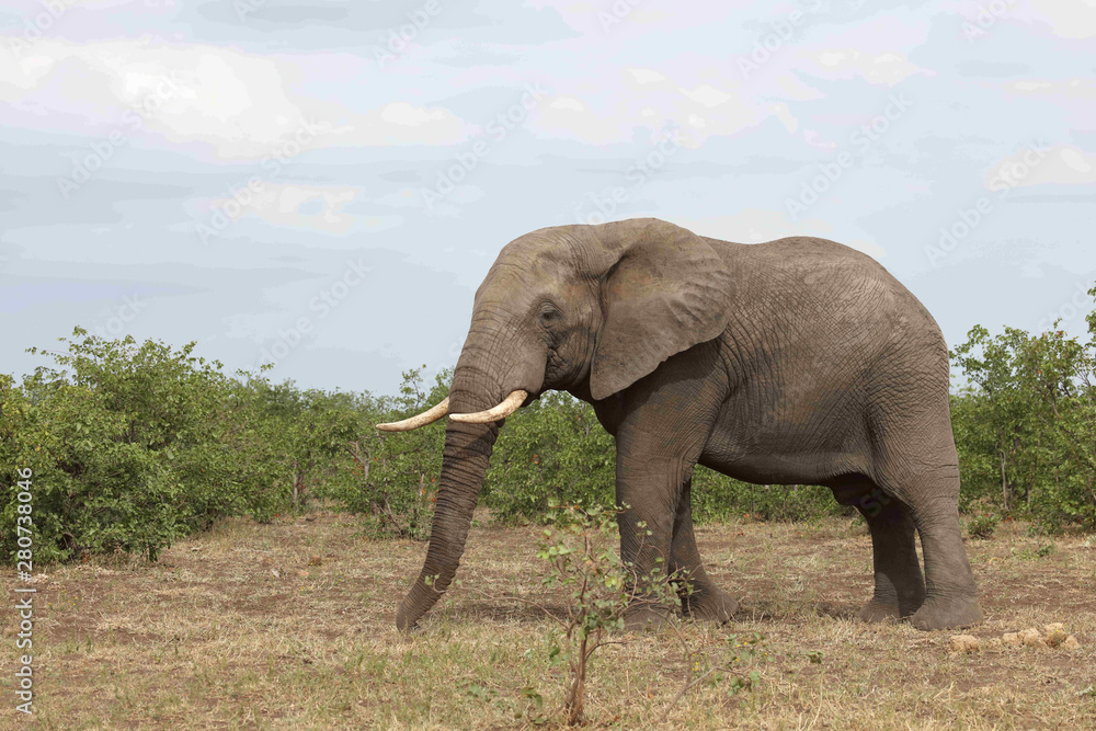 Obraz premium Afrikanischer Elefant / African elephant / Loxodonta africana