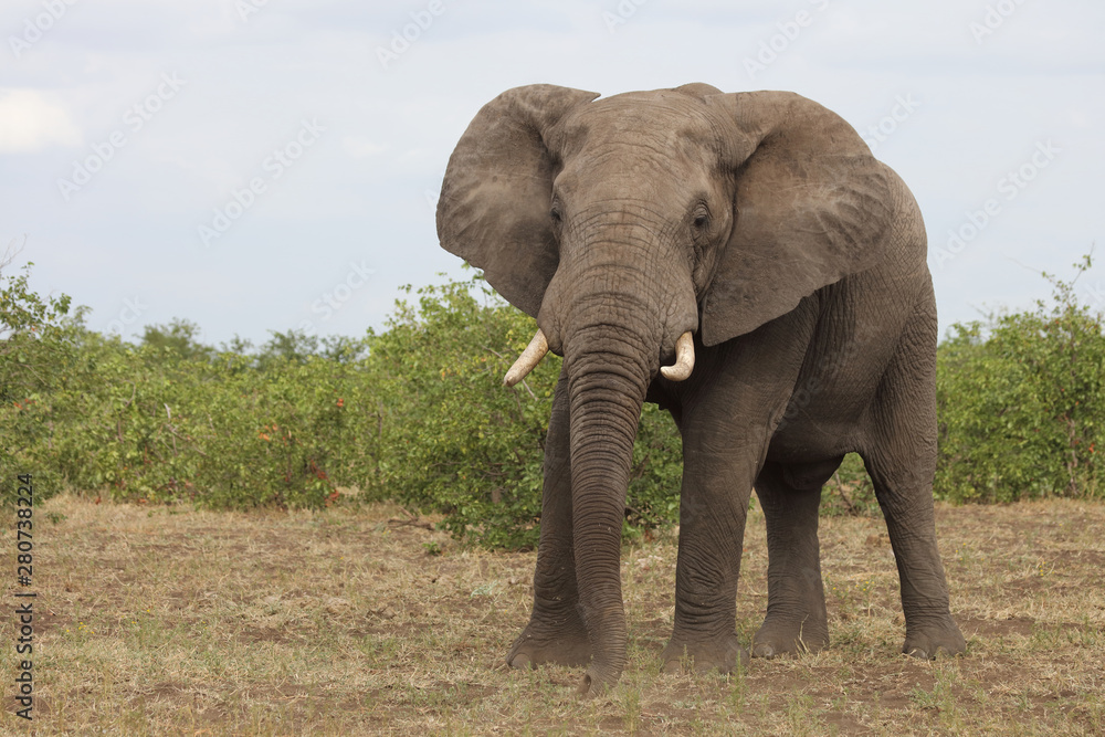 Fototapeta premium Słoń afrykański / Słoń afrykański / Loxodonta africana