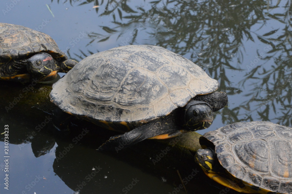 Tortue sur une branche Tortue sur une branche