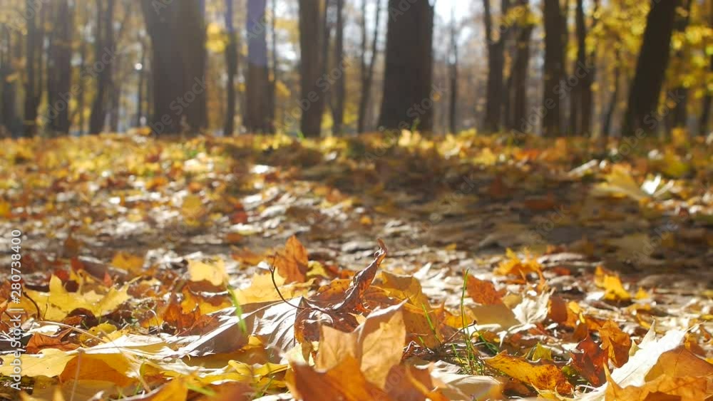 Fallen maple leaves lie in the city park in autumn. Leaf fall in forest in sunny day. Beautiful nature for background