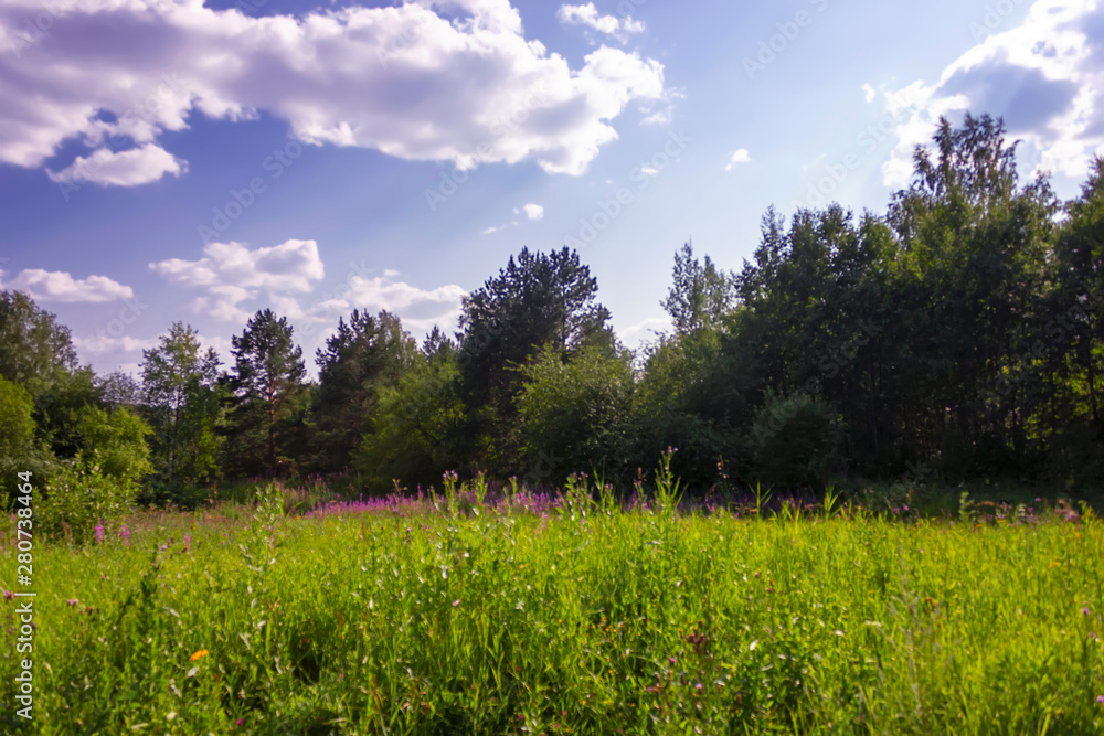 Summer meadow landscape with green grass and wild flowers on the background of a forest. Summer meadow landscape with green grass and wild flowers on the background of a forest.