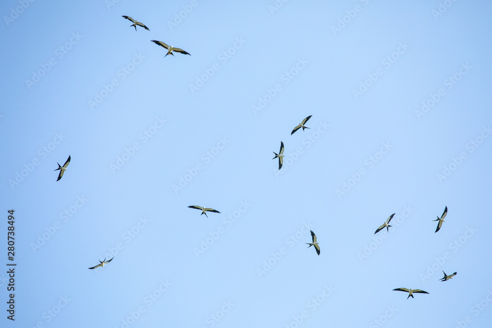 Large group of Swallow-tailed Kites flying 