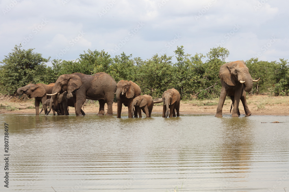 Fototapeta premium Afrikanischer Elefant / African elephant / Loxodonta africana