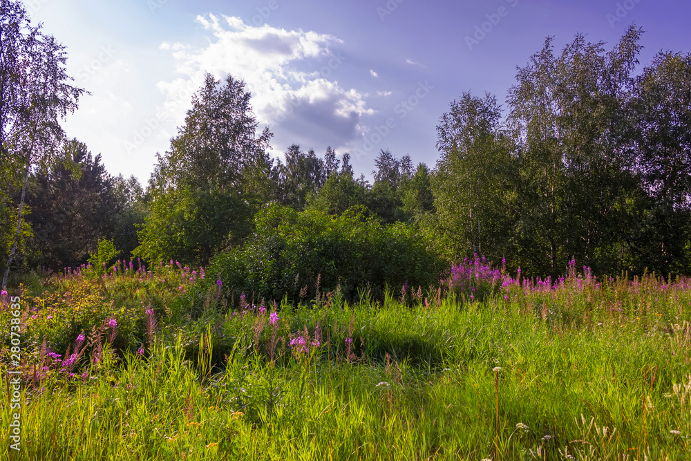 Summer meadow landscape with green grass and wild flowers on the background of a forest. Summer meadow landscape with green grass and wild flowers on the background of a forest.